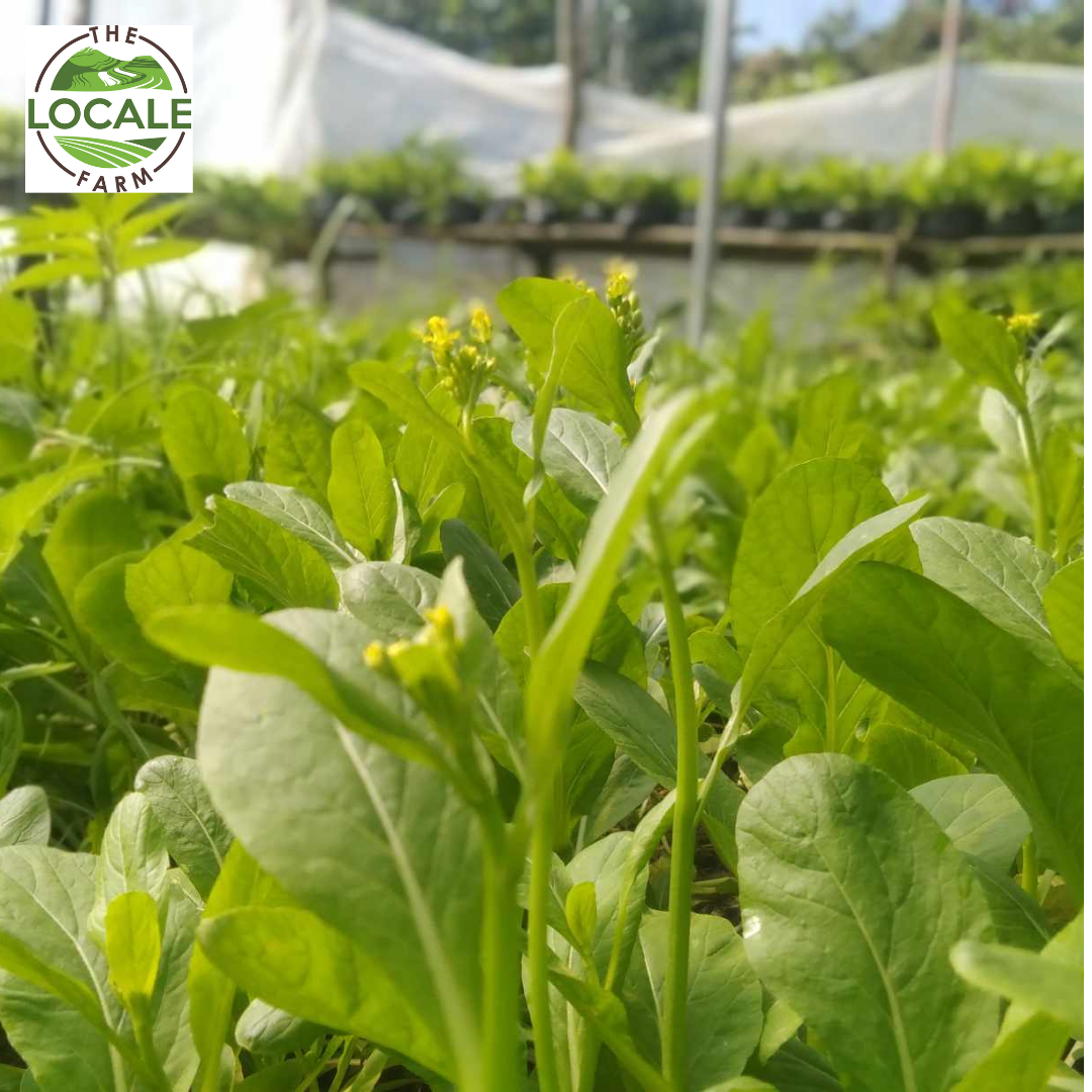 Pechay Tagalog – The Locale Farm