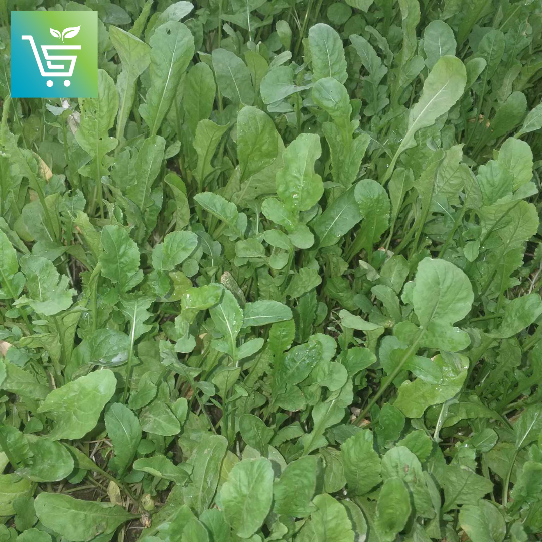 ARUGULA LEAVES